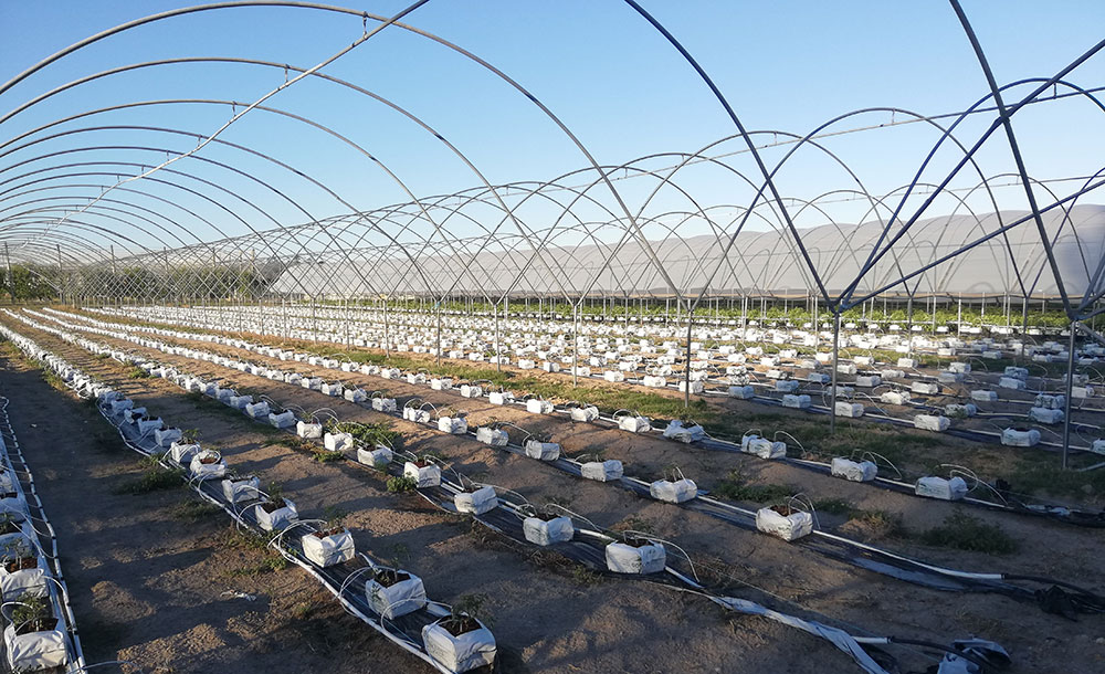 DATA MANAGEMENT FOR IRRIGATION: WHY IS IT IMPORTANT?